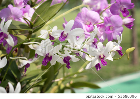 beautiful bouquet orchid flower beautiful bouquet orchid flower 53686390