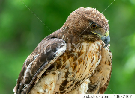 red-tailed hawk or Buteo jamaicensis close-up red-tailed hawk or Buteo jamaicensis close-up 53687107
