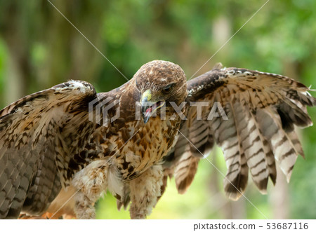 red-tailed hawk or Buteo jamaicensis close-up red-tailed hawk or Buteo jamaicensis close-up 53687116
