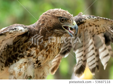 red-tailed hawk or Buteo jamaicensis close-up red-tailed hawk or Buteo jamaicensis close-up 53687118