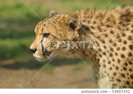 Wild african cheetah Acinonyx jubatus 53687242