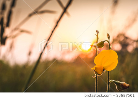 Closeup Sunhemp or Crotalaria juncea flower field Closeup Sunhemp or Crotalaria juncea flower field 53687501