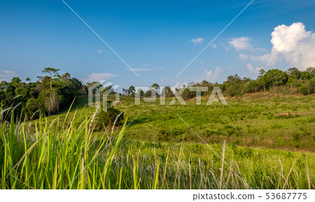 Forest meadow in sunny day 53687775