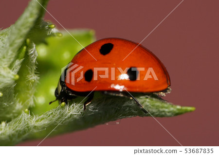 Macro view of the side of the Caucasian ladybug 53687835