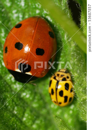 Macro of a red and yellow Caucasian ladybird 53687857