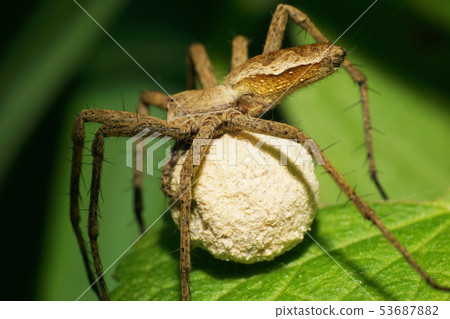 Macro of the Caucasian spider-wolf family 53687882