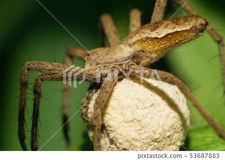 Macro of a caucasian caring spider-wolf Macro of a caucasian caring spider-wolf 53687883