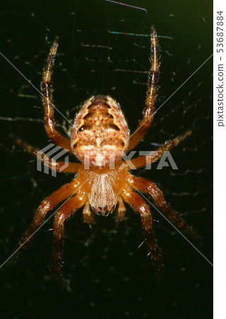 Macro of young spider of cross  53687884