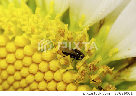 Close-up side view of a small Caucasian flies Close-up side view of a small Caucasian flies 53689001