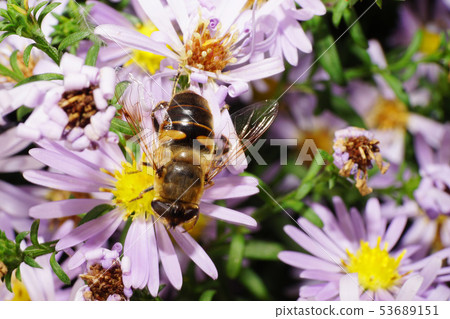 Macro view of top of Caucasian big fluffy fly Macro view of top of Caucasian big fluffy fly 53689151