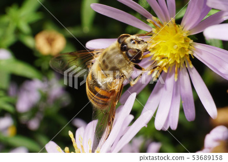 Macro view of top and side of Caucasian big fly 53689158