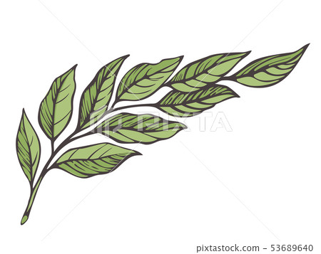 Branch of laurel tree Branch of laurel tree 53689640