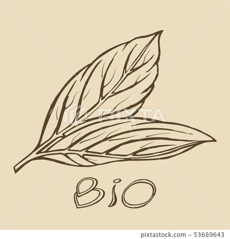Bio leaf logo sketch Bio leaf logo sketch 53689643
