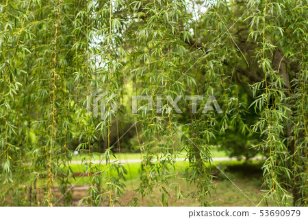 Spring colors of nature. Natural color.  53690979