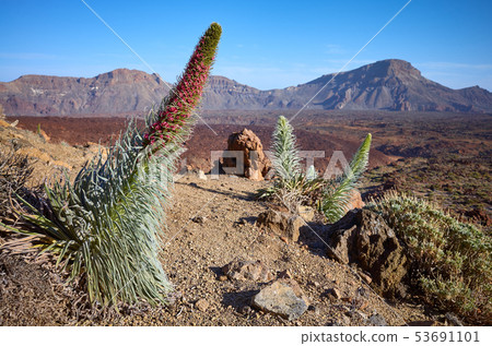 Tower of jewels plant in Teide National Park, 53691101