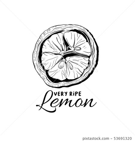 Flower drawing linear vector illustration Flower drawing linear vector illustration 53691320
