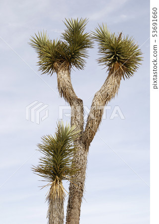 Joshua tree plant against sky 53691660