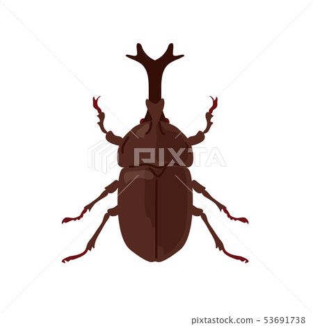 Beetle illustration 53691738
