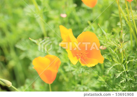 罌粟花 罌粟花 53691908