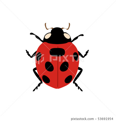 瓢蟲的插圖 53691954