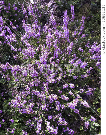 Calluna vulgaris (common heather or ling) Calluna vulgaris (common heather or ling) 53692133
