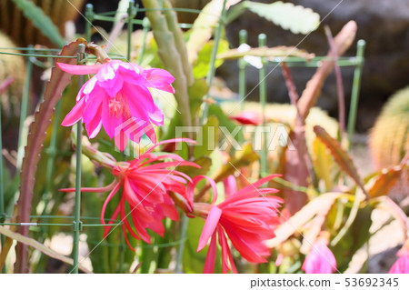 Peacock cactus flowers Peacock cactus flowers 53692345