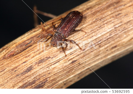 生物昆蟲Ookubi-kakushi大蒜，從上面看時我看不到我的頭 53692595