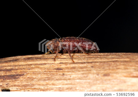 生物昆蟲5月份石垣島的Ookubi-kakushi。它緊貼森林道路上的一棵樹 53692596