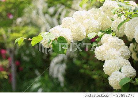 Flowers of the Odemari Flowers of the Odemari 53692773