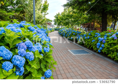 台場象徵長廊公園繡球花 53692790