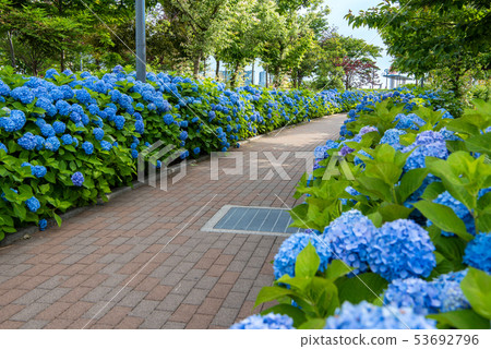 台場象徵長廊公園繡球花 台場象徵長廊公園繡球花 53692796