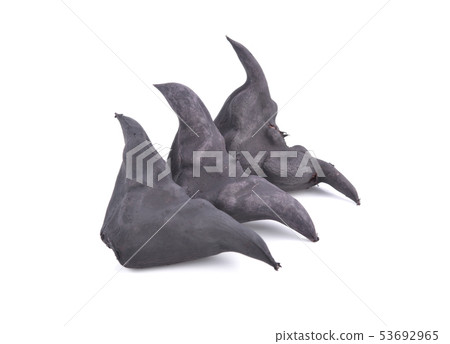 boiled bull horn Shaped Water Caltrop nut on white 53692965