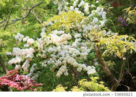 Odemari的花朵 53693021