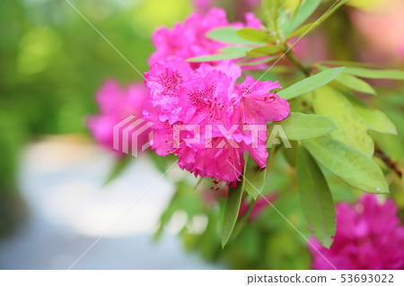 西部杜鵑花 53693022