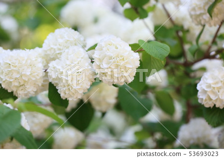 Odemari的花朵 53693023