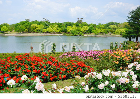 蜻蜓公園大阪府 蜻蜓公園大阪府 53693115