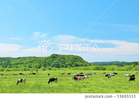 Hokkaido Summer Blue Sky and Ranch Landscape Hokkaido Summer Blue Sky and Ranch Landscape 53693313