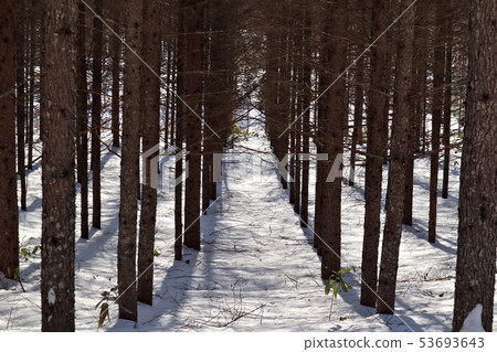 造林 53693643