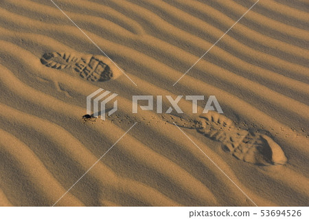 Kouli village in Jaisalmer, India Insect dung beetles walking on sand dunes 53694526