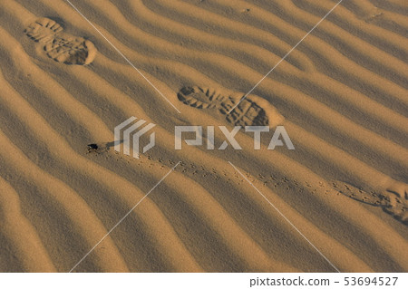 Kouli village in Jaisalmer, India Insect dung beetles walking on sand dunes Kouli village in Jaisalmer, India Insect dung beetles walking on sand dunes 53694527