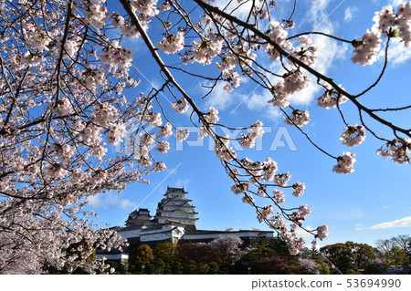 Himeji City, Hyogo Prefecture, Japan Himeji Castle, a World Heritage Site Beautiful cherry blossoms in full bloom, blue sky and a castle tower 53694990