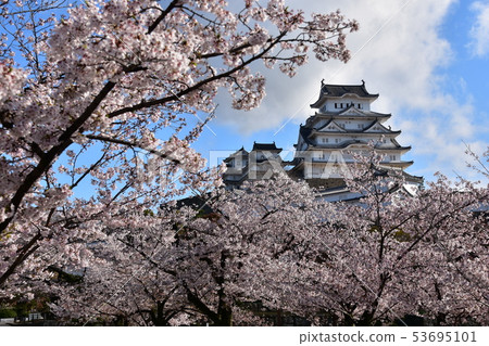 Himeji City, Hyogo Prefecture, Japan Himeji Castle, a World Heritage Site Beautiful cherry blossoms in full bloom, blue sky and a castle tower 53695101