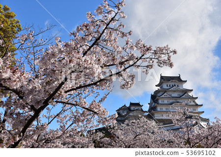 Himeji City, Hyogo Prefecture, Japan Himeji Castle, a World Heritage Site Beautiful cherry blossoms in full bloom, blue sky and a castle tower Himeji City, Hyogo Prefecture, Japan Himeji Castle, a World Heritage Site Beautiful cherry blossoms in full bloom, blue sky and a castle tower 53695102