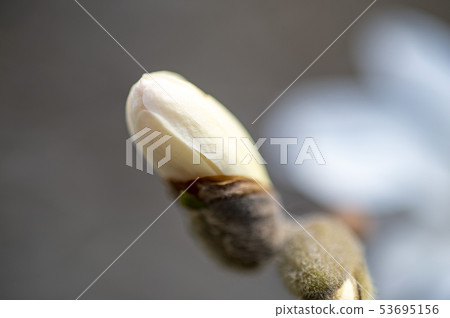 Kobushi flower bud Kobushi flower bud 53695156