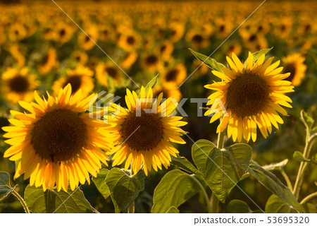 在黃昏的向日葵領域II 53695320