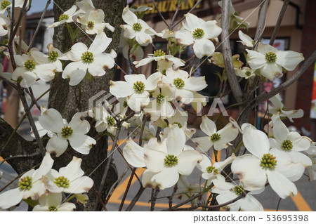 Dogwood Dogwood 53695398