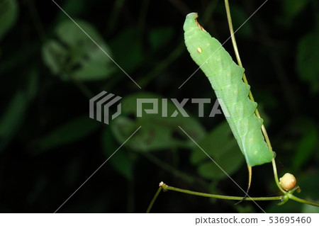 Larvae of black sparrow Larvae of black sparrow 53695460