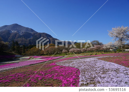 April Chichibu 27 cherry blossoms and Shizakura / Hitotsuyama Park 53695516