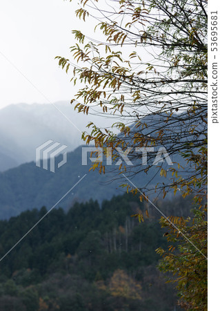 Tottori four season walk winter flower 53695681