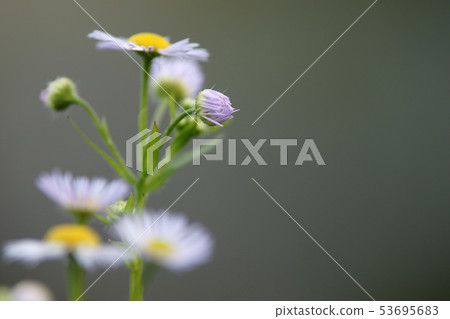 Tottori four season walk winter flower 53695683